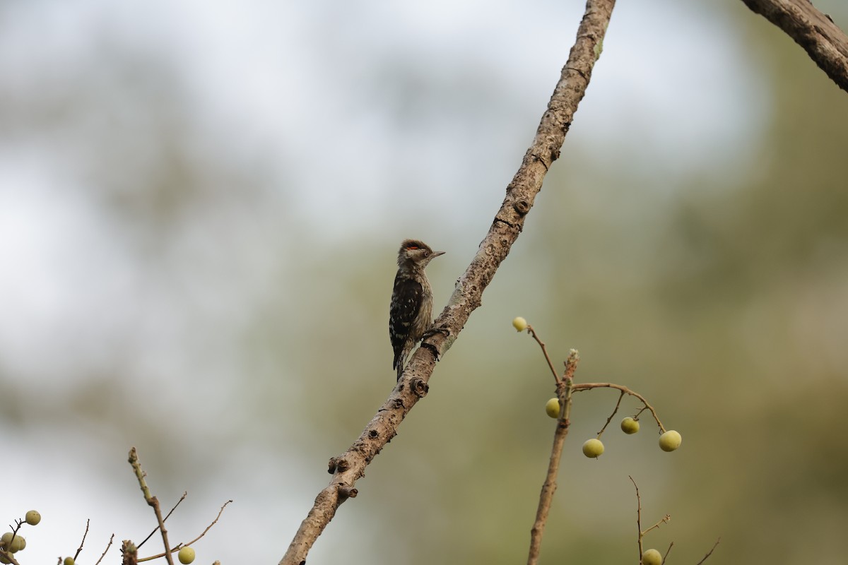 Brown-capped Pygmy Woodpecker - ML618546273