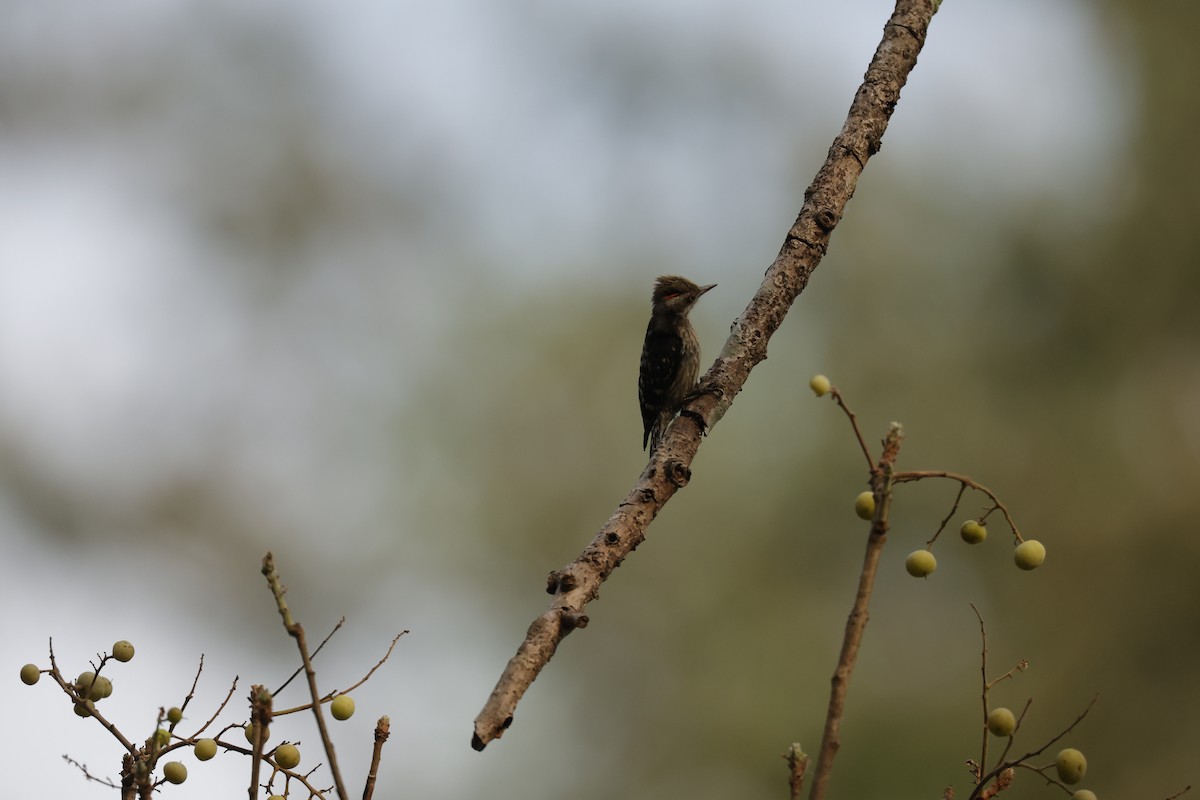 Brown-capped Pygmy Woodpecker - Sriram Reddy