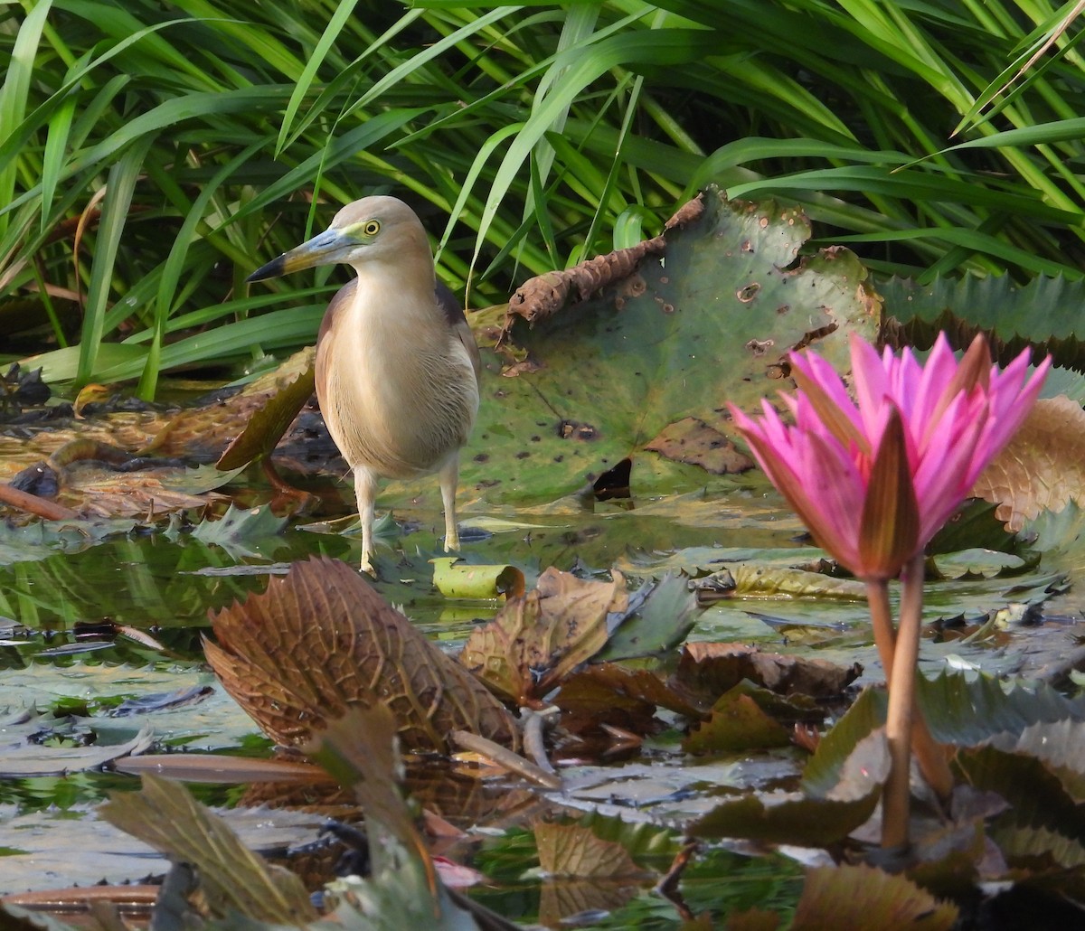 Indian Pond-Heron - Bindu Krishnan