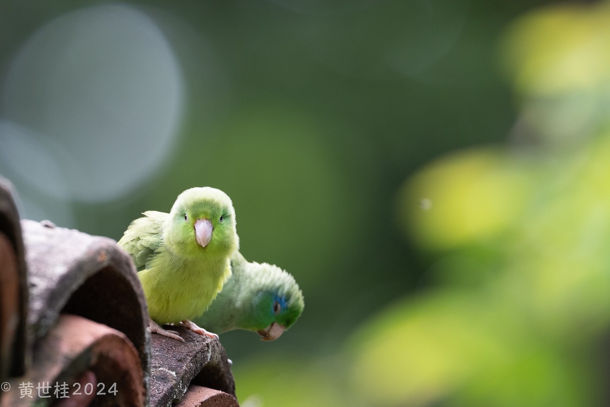 Spectacled Parrotlet - ML618546367