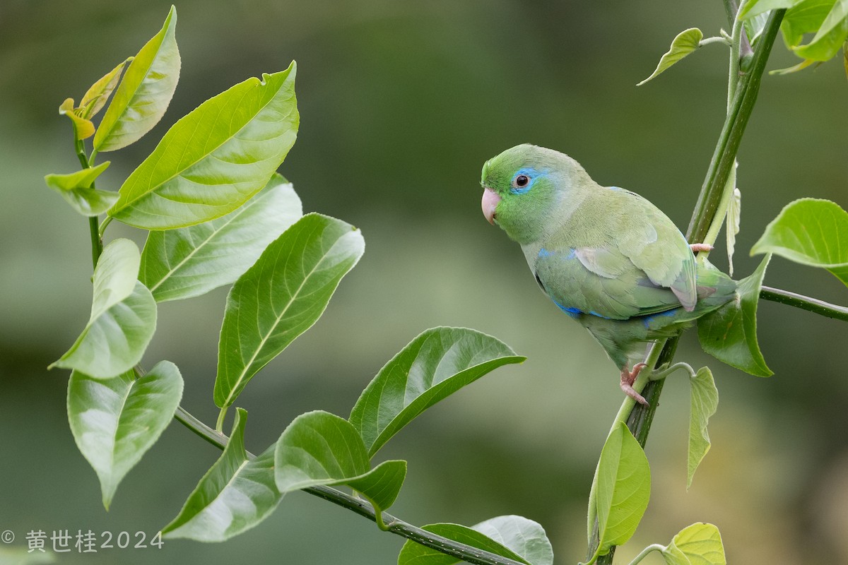 Spectacled Parrotlet - ML618546369