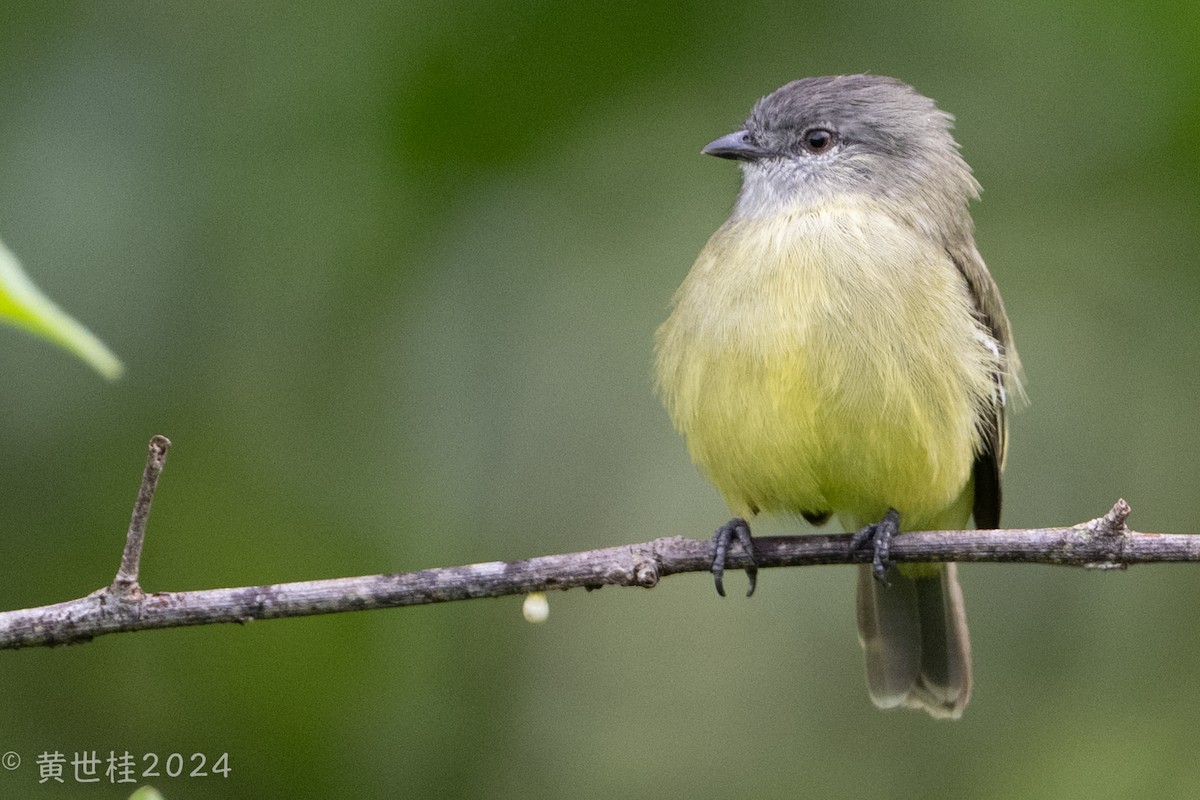 Yellow-crowned Tyrannulet - ML618546388