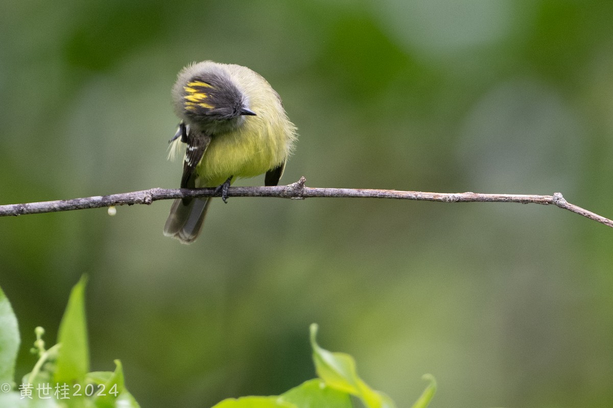 Yellow-crowned Tyrannulet - Shigui Huang