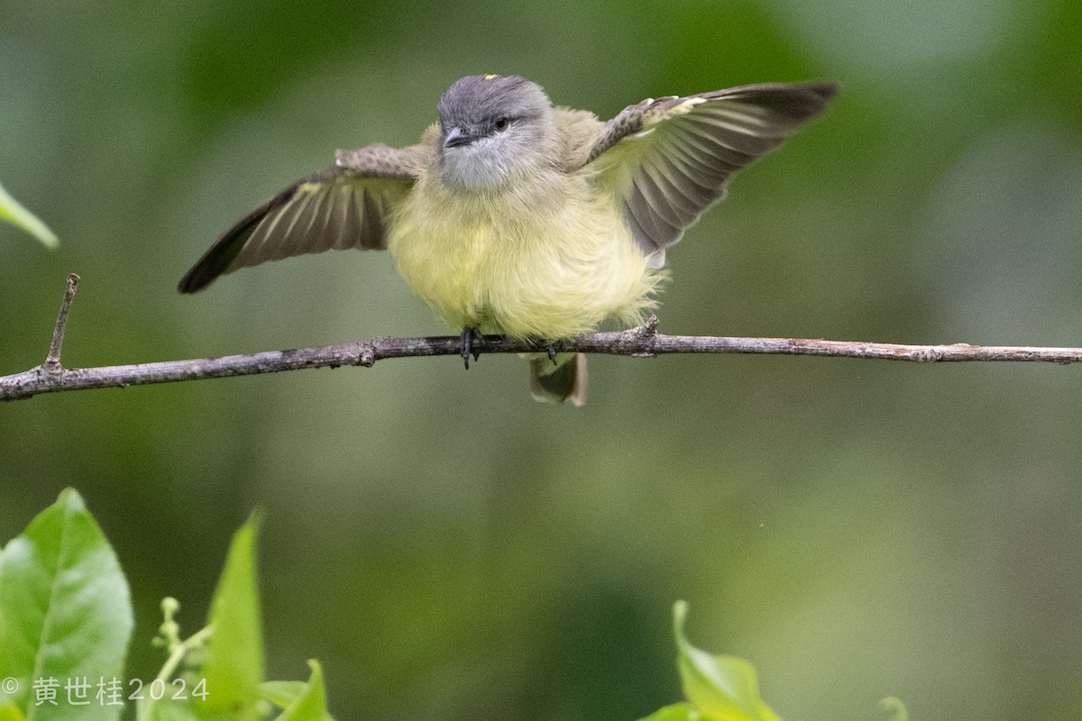 Yellow-crowned Tyrannulet - ML618546390