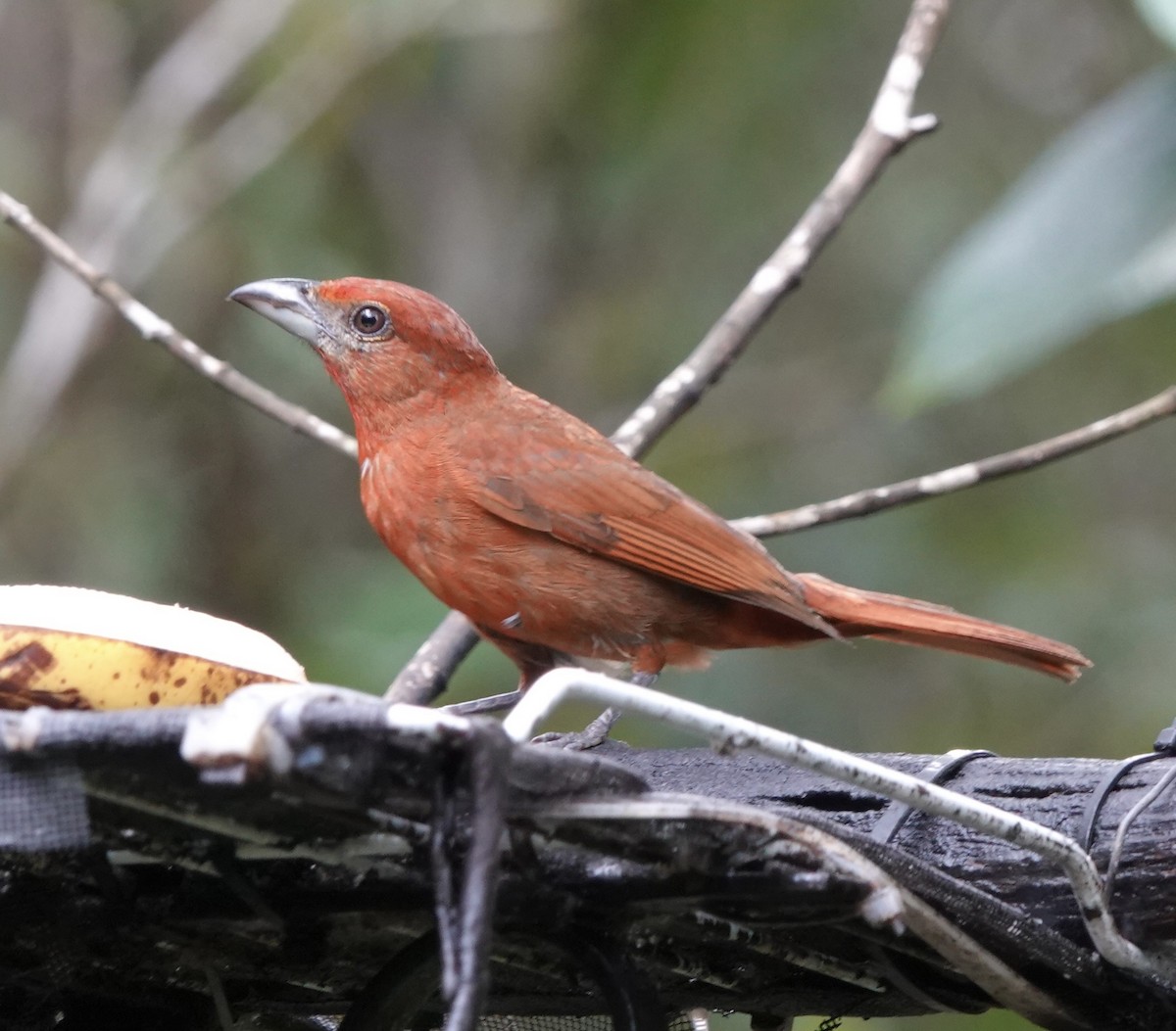 Hepatic Tanager - ML618546400