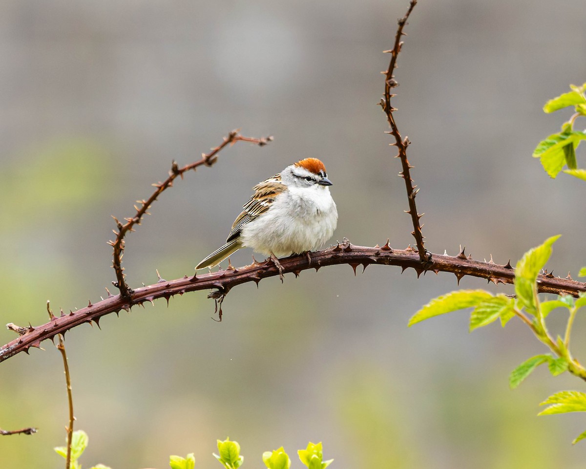 Chipping Sparrow - ML618546440