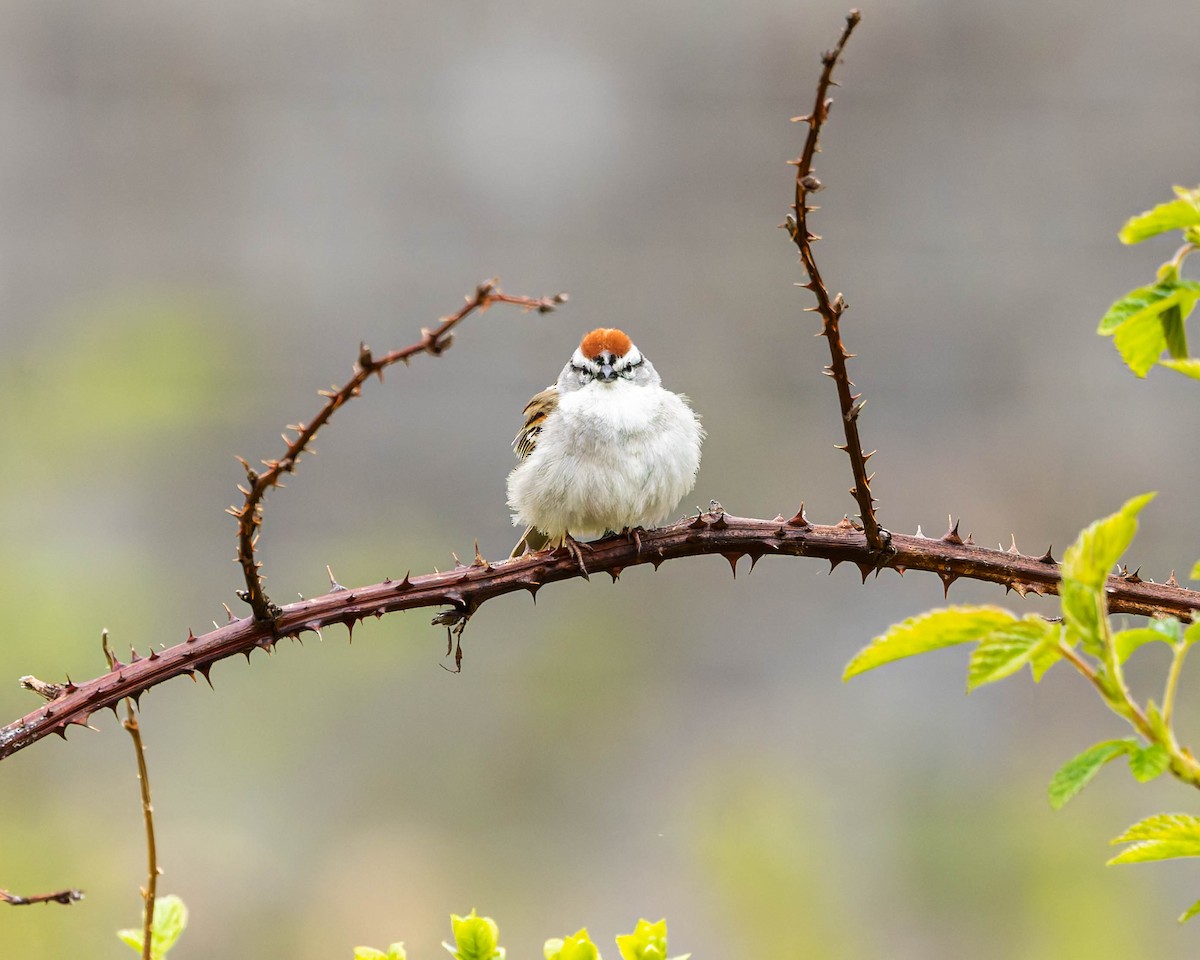 Chipping Sparrow - ML618546441