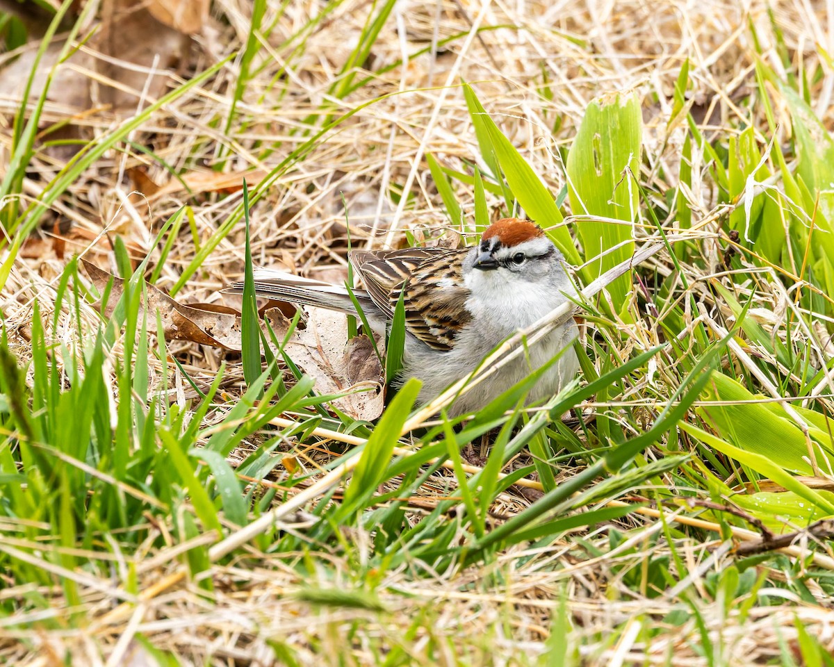 Chipping Sparrow - ML618546442