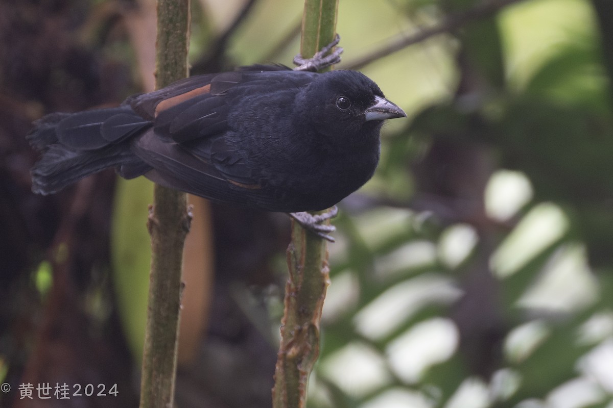 White-lined Tanager - ML618546462