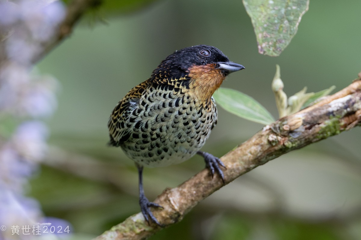 Rufous-throated Tanager - ML618546477