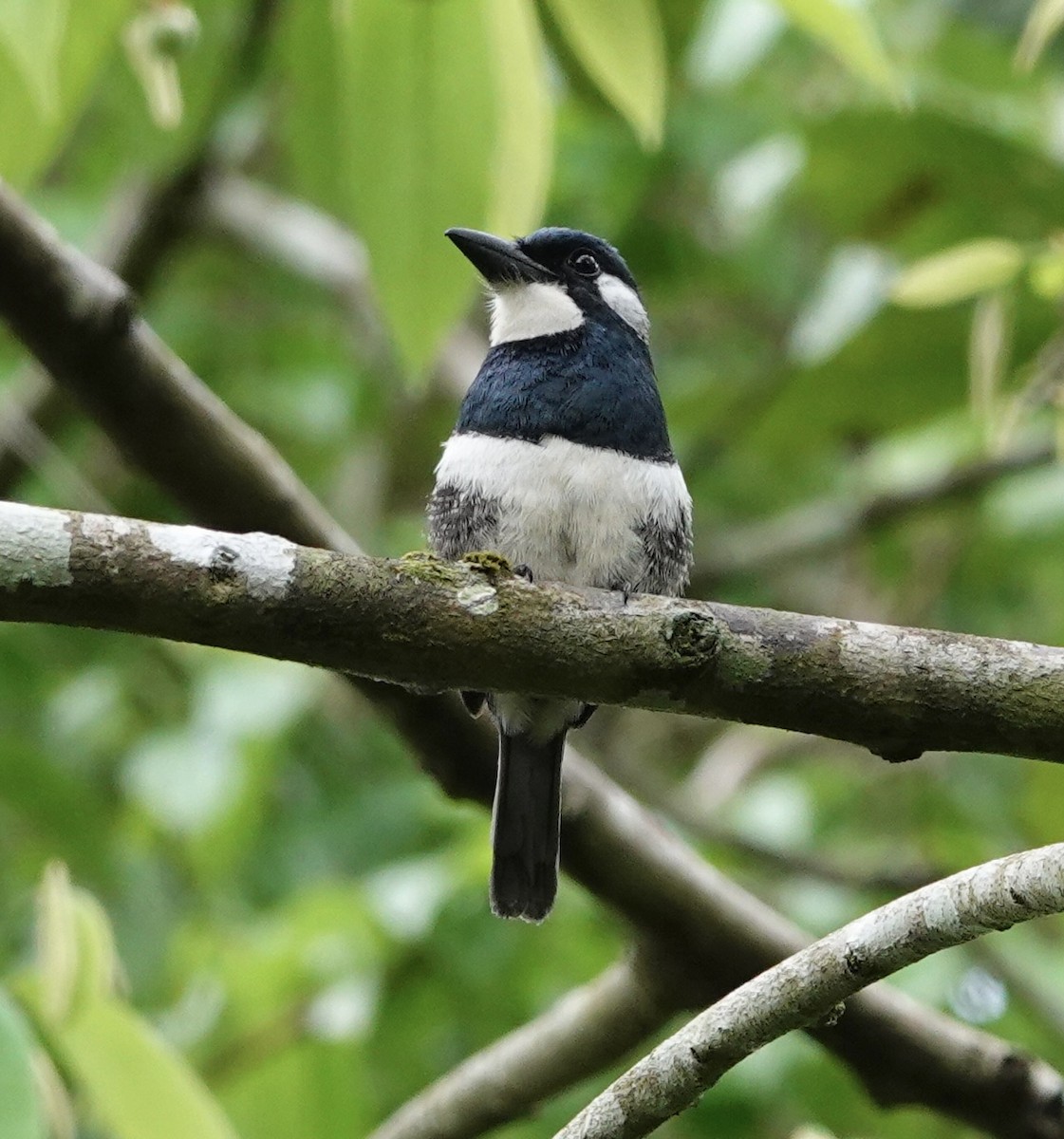 Black-breasted Puffbird - deidre asbjorn