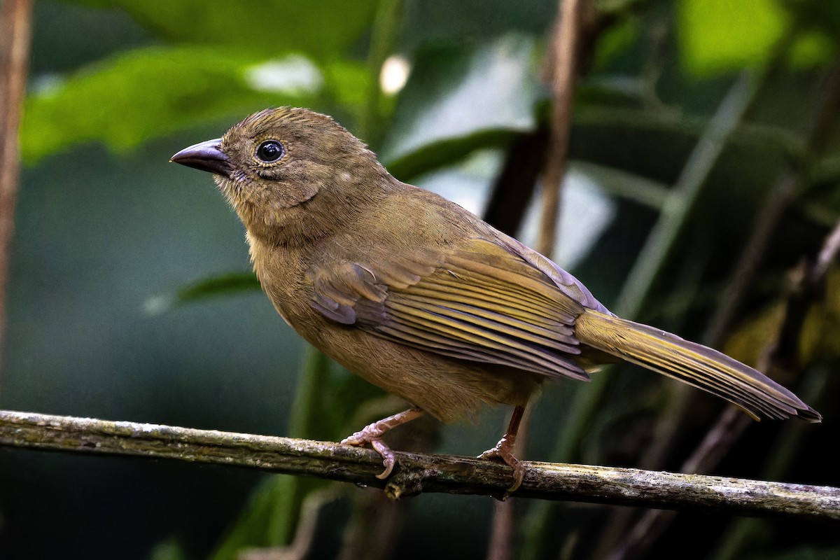 Red-crowned Ant-Tanager - ML618546507