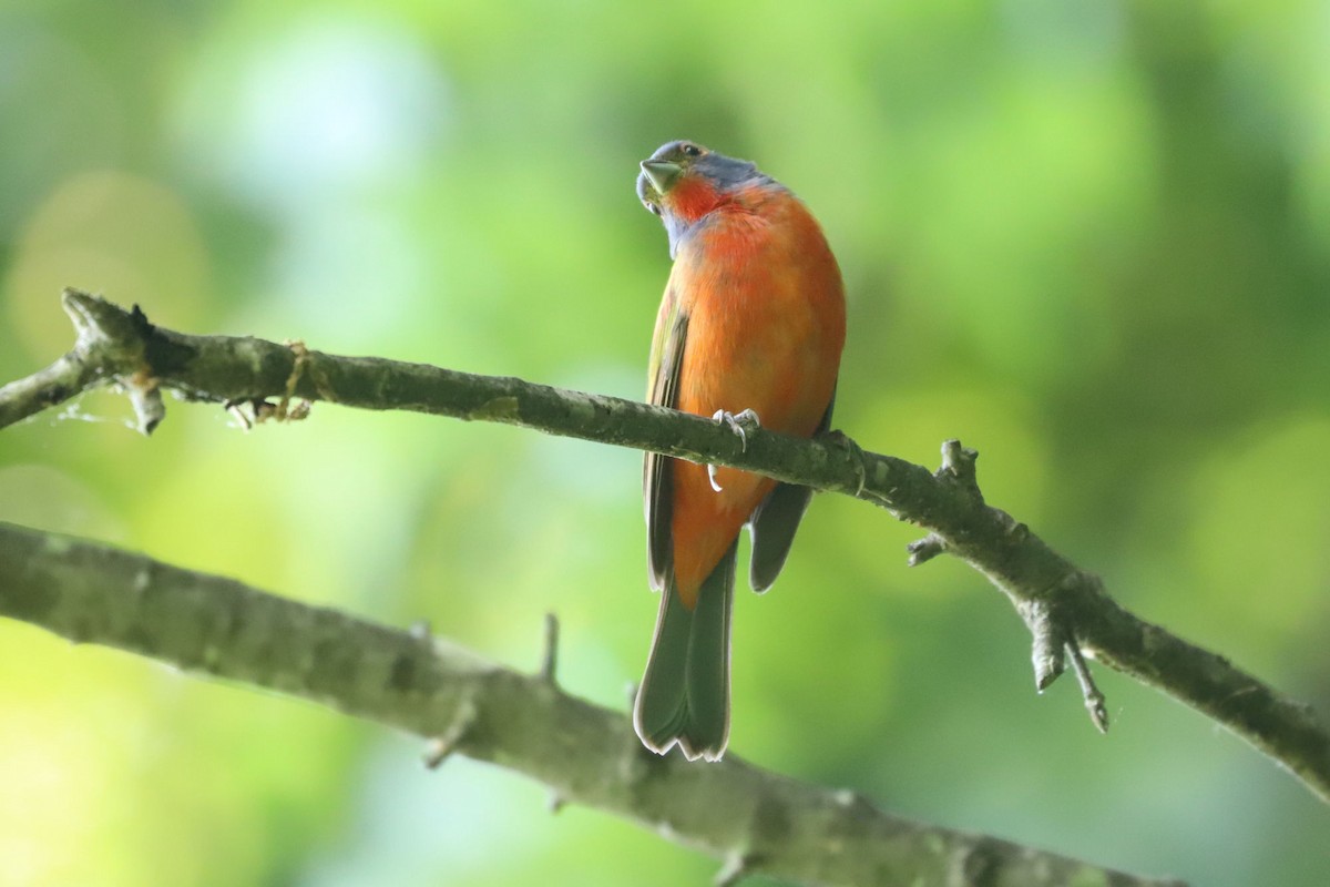 Painted Bunting - ML618546508