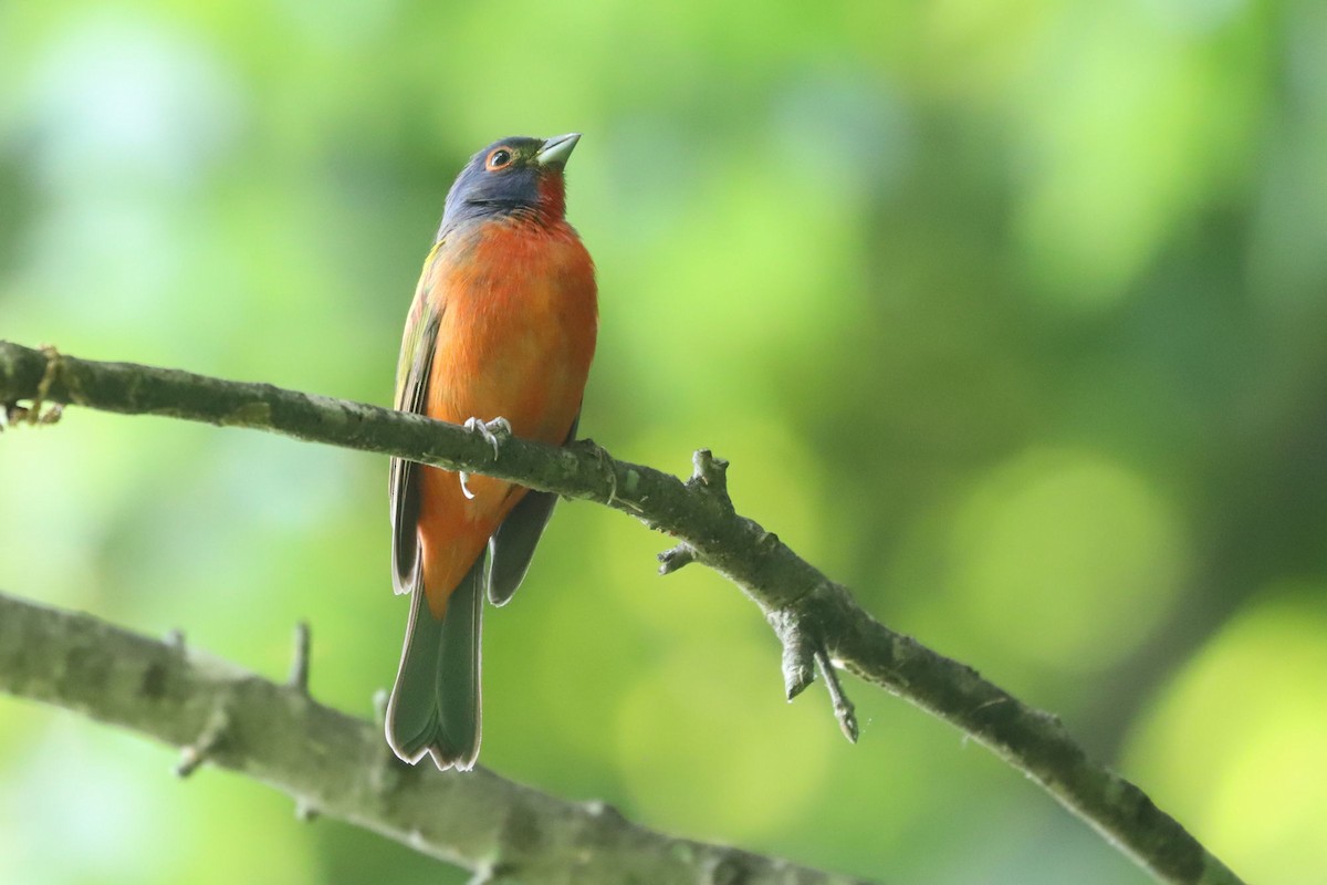 Painted Bunting - ML618546509