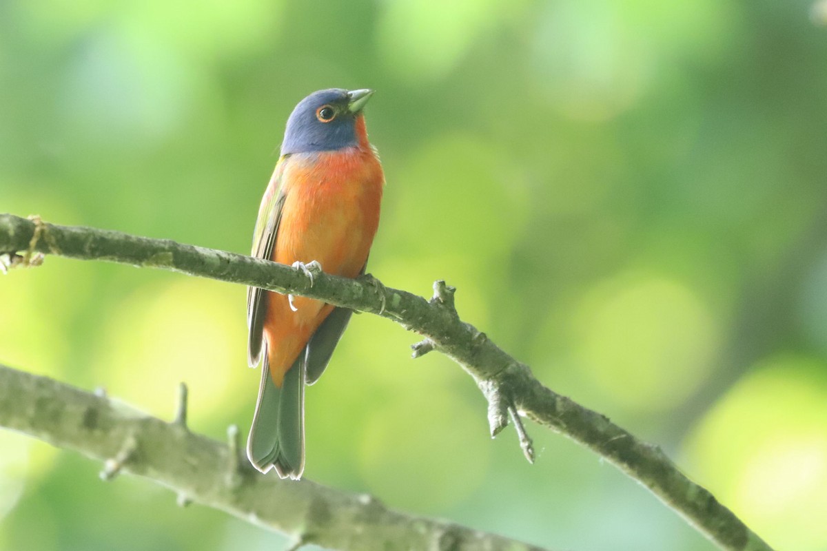Painted Bunting - ML618546510