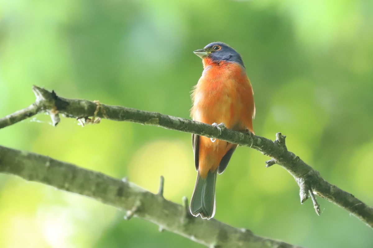 Painted Bunting - ML618546511