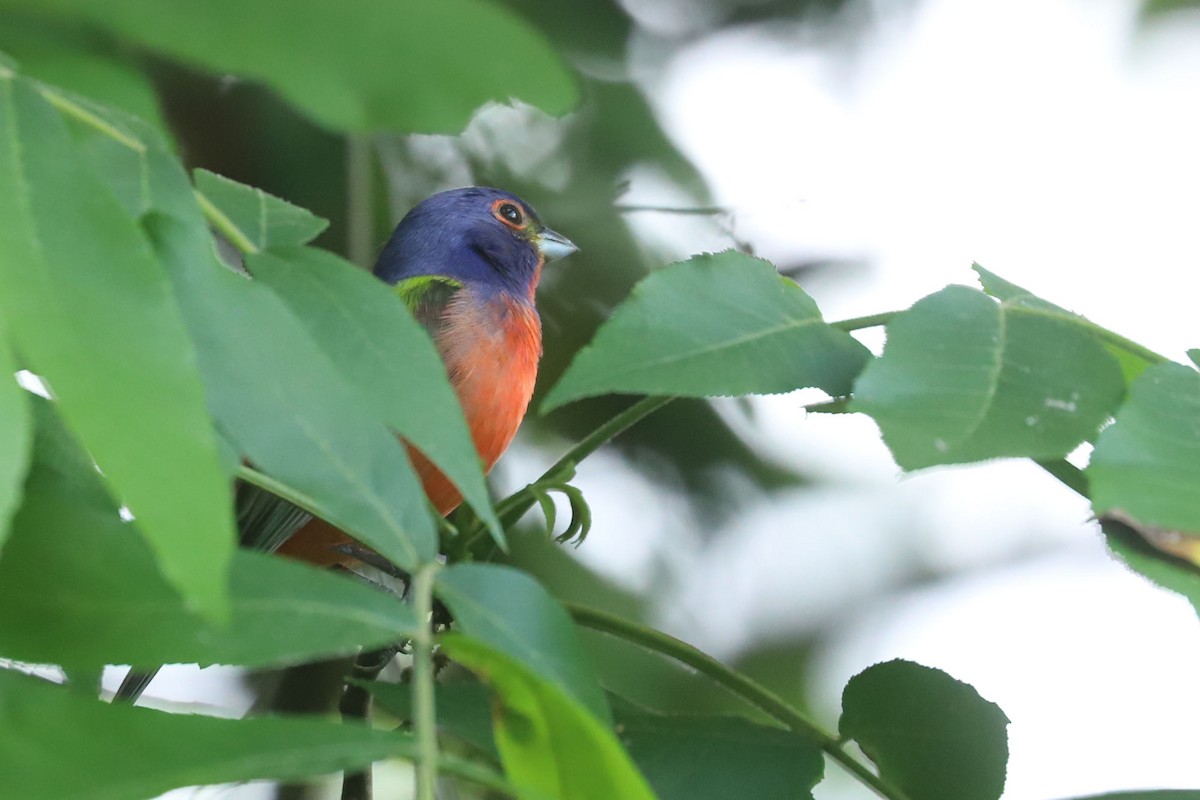 Painted Bunting - ML618546515