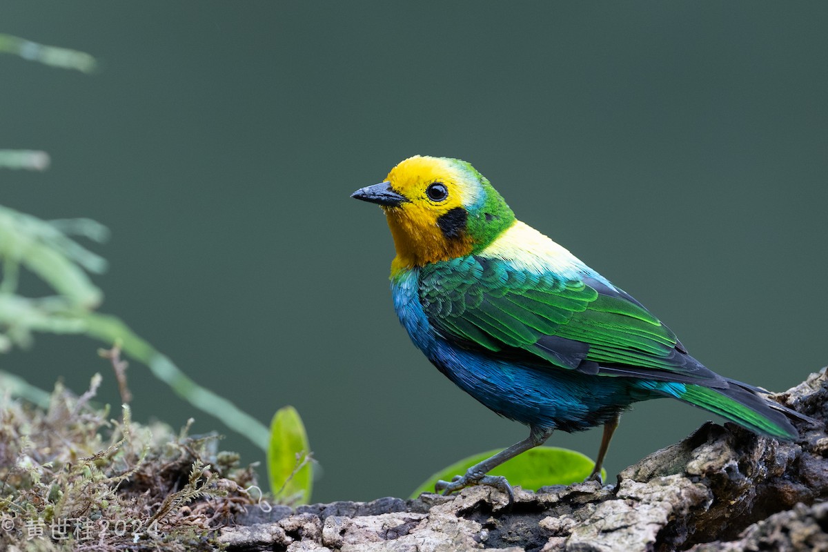 Multicolored Tanager - ML618546545