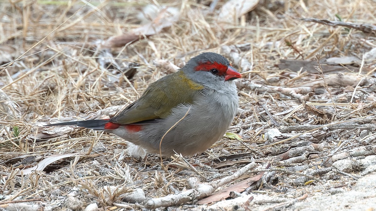 Red-browed Firetail - ML618546600