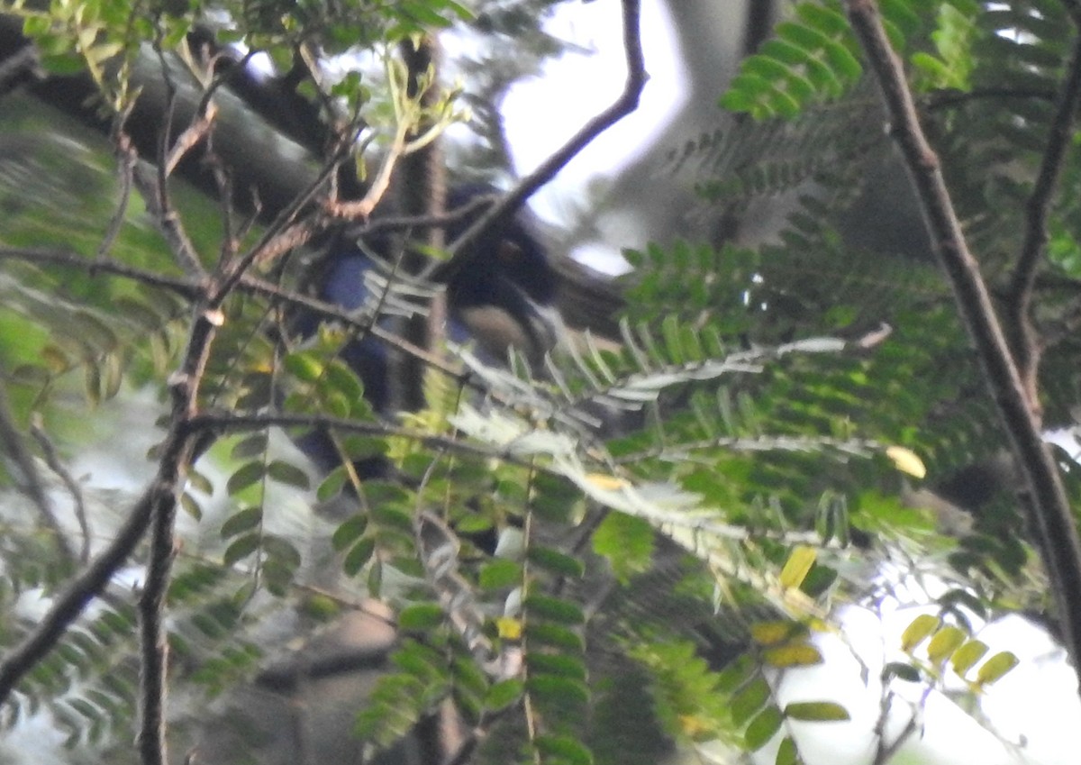 Greater Racket-tailed Drongo - ML618546706