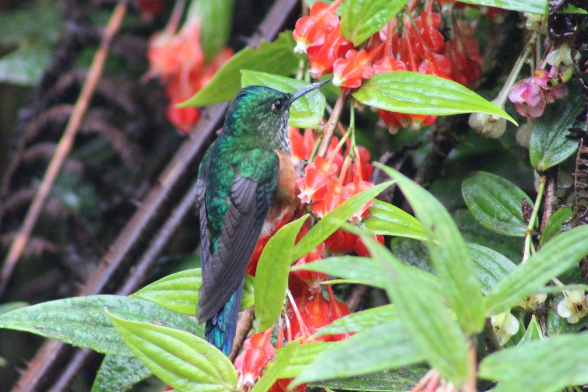 Violet-tailed Sylph - ML618546718