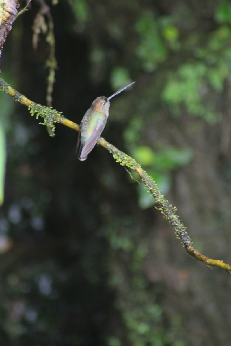kolibřík zelenočelý - ML618546725