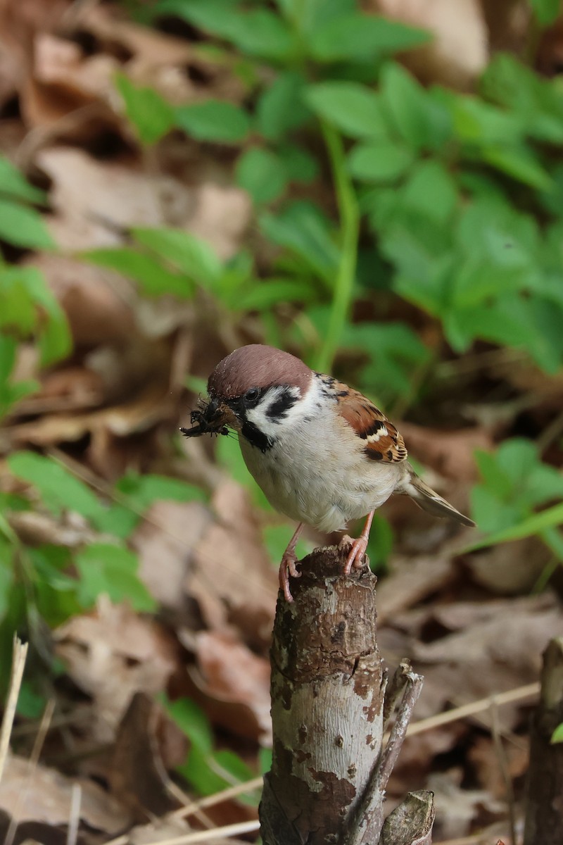 Eurasian Tree Sparrow - ML618546738