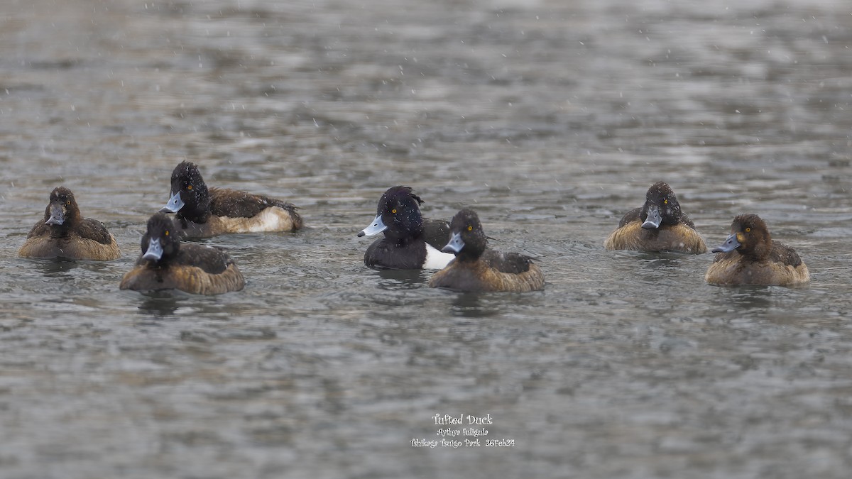 Tufted Duck - ML618546741