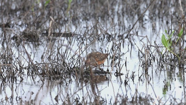 Long-billed Dowitcher - ML618546752