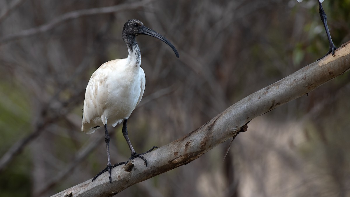 ibis australský - ML618546768