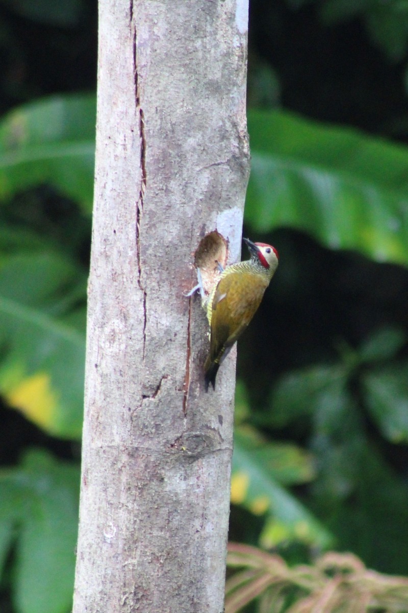 Golden-olive Woodpecker - ML618546796