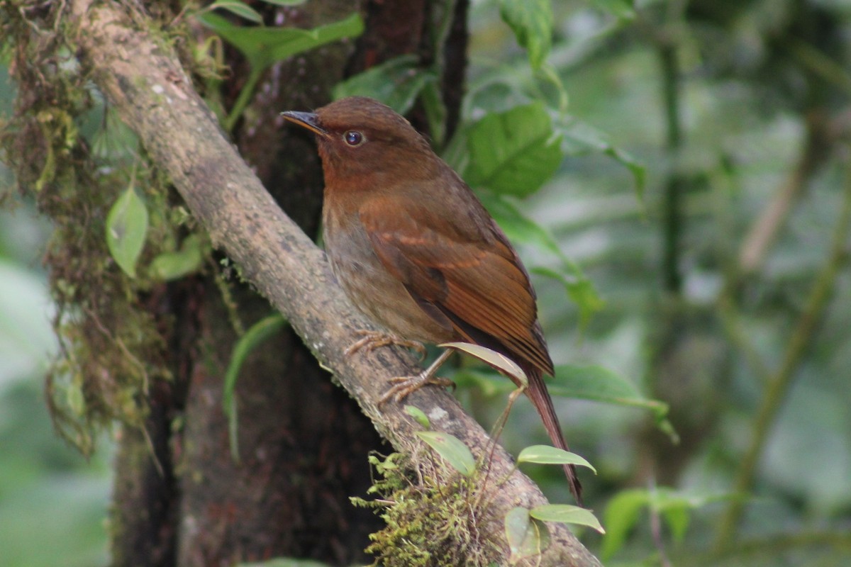 Rufous-brown Solitaire - ML618546834