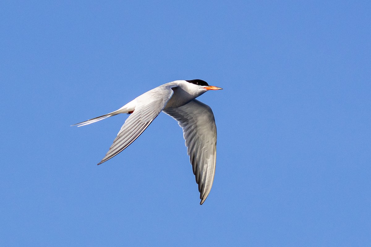 Common Tern - Francisco Garcia