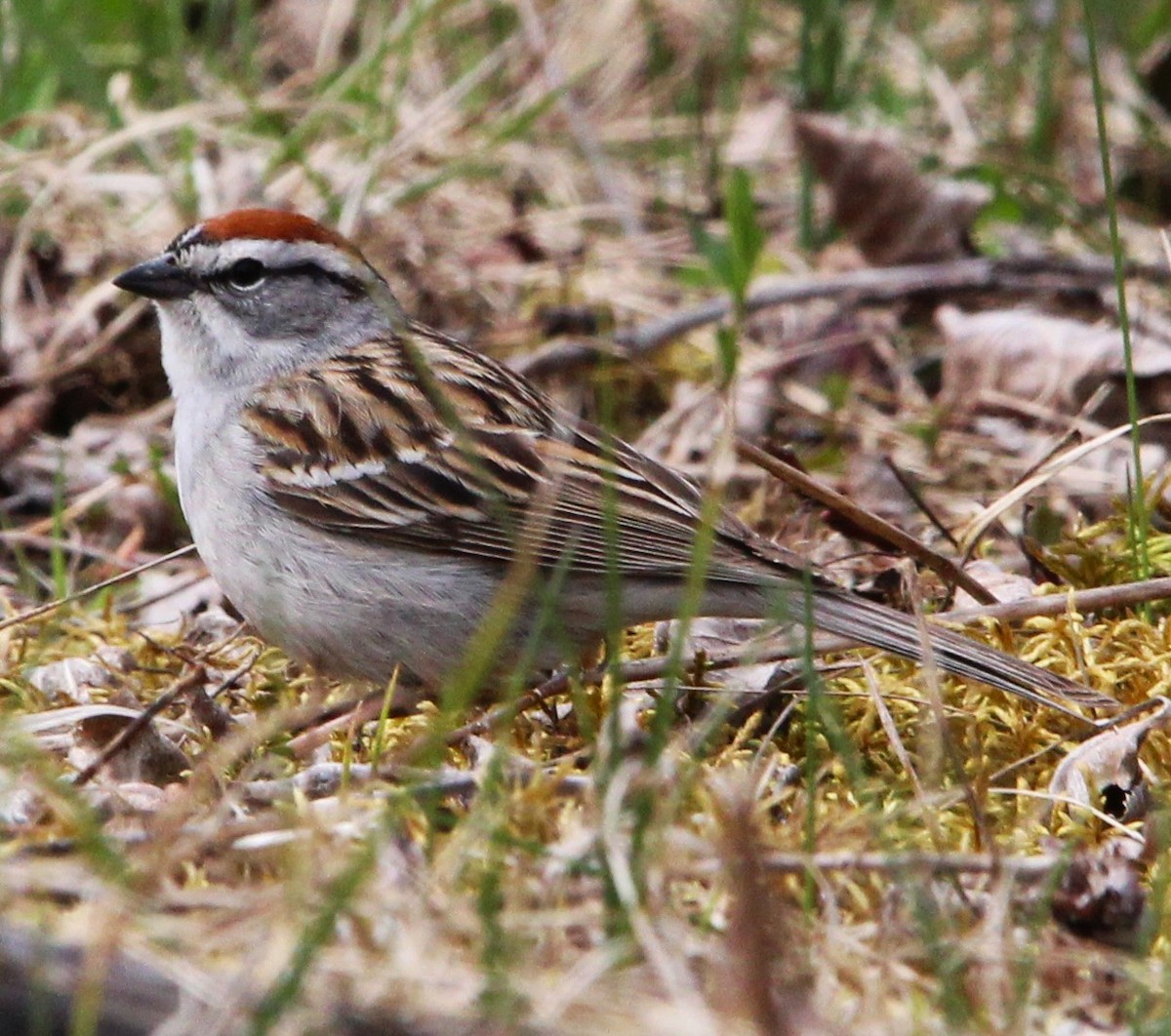 Chipping Sparrow - ML618546932