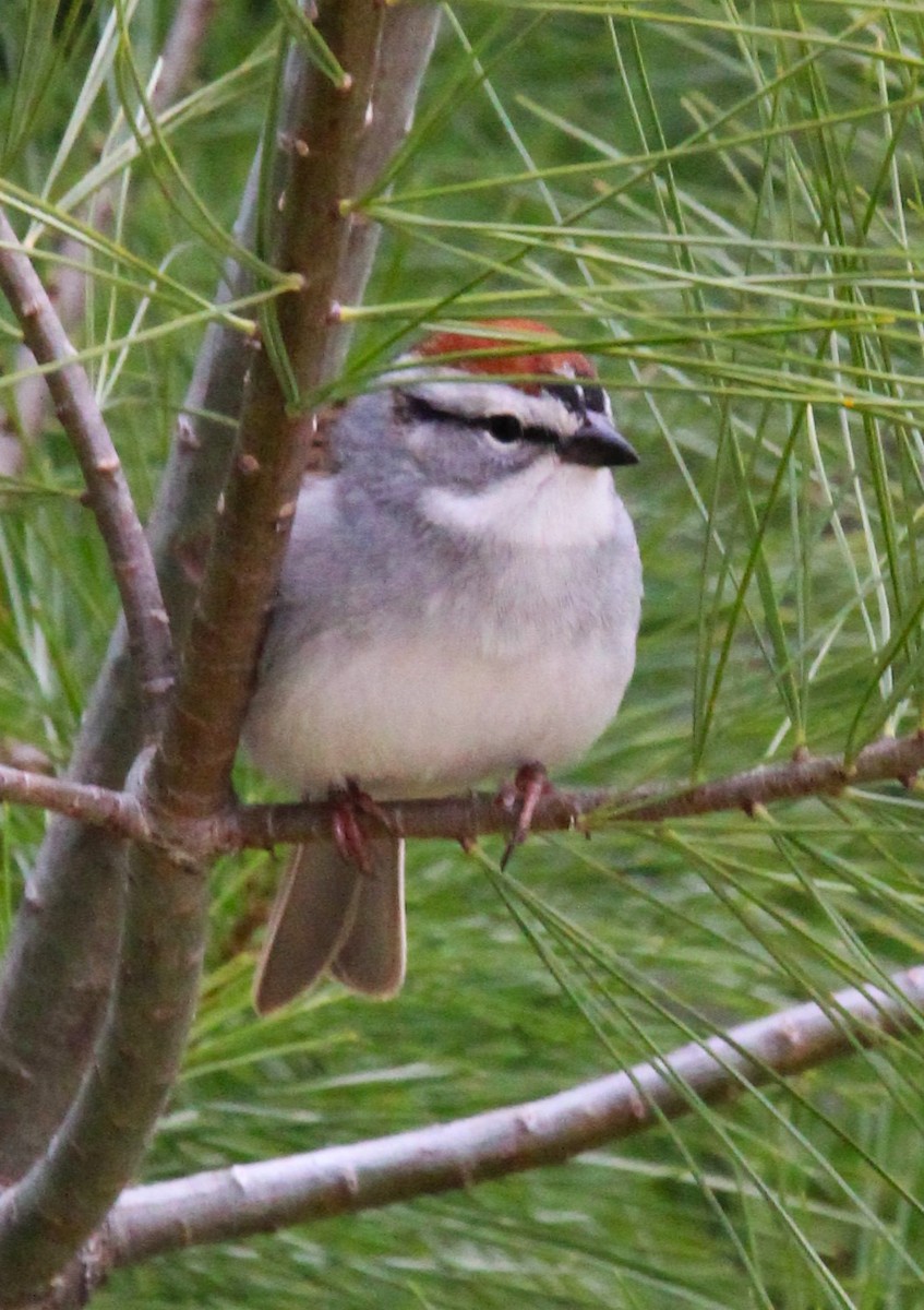 Chipping Sparrow - ML618546944