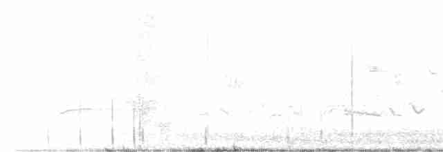 Дрізд-короткодзьоб Cвенсона - ML618546970