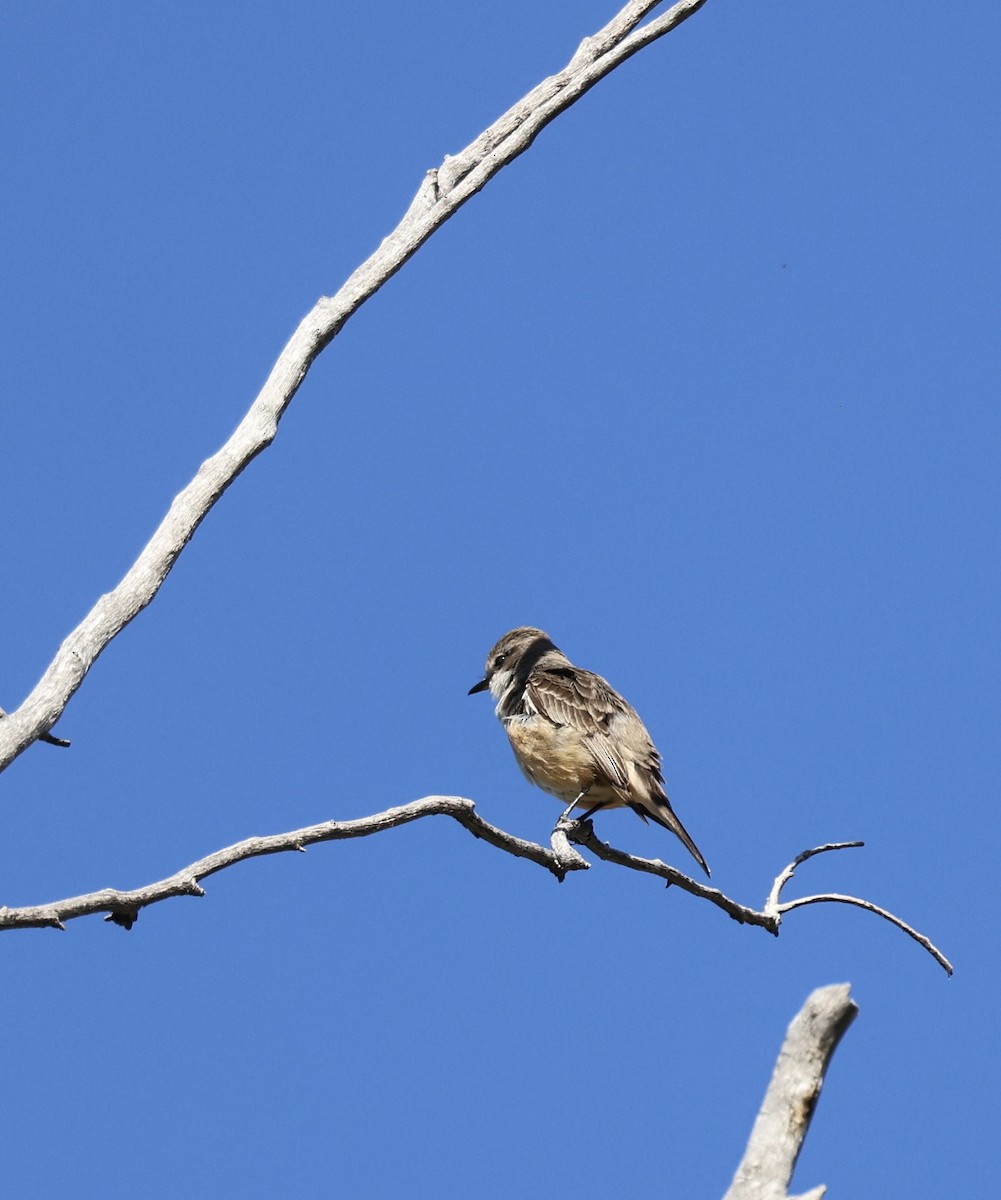 Vermilion Flycatcher - paula sheppard