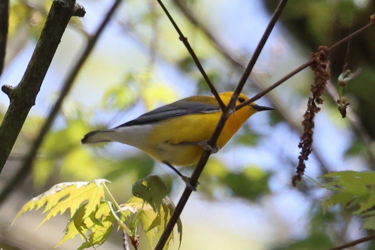 Prothonotary Warbler - ML618547008