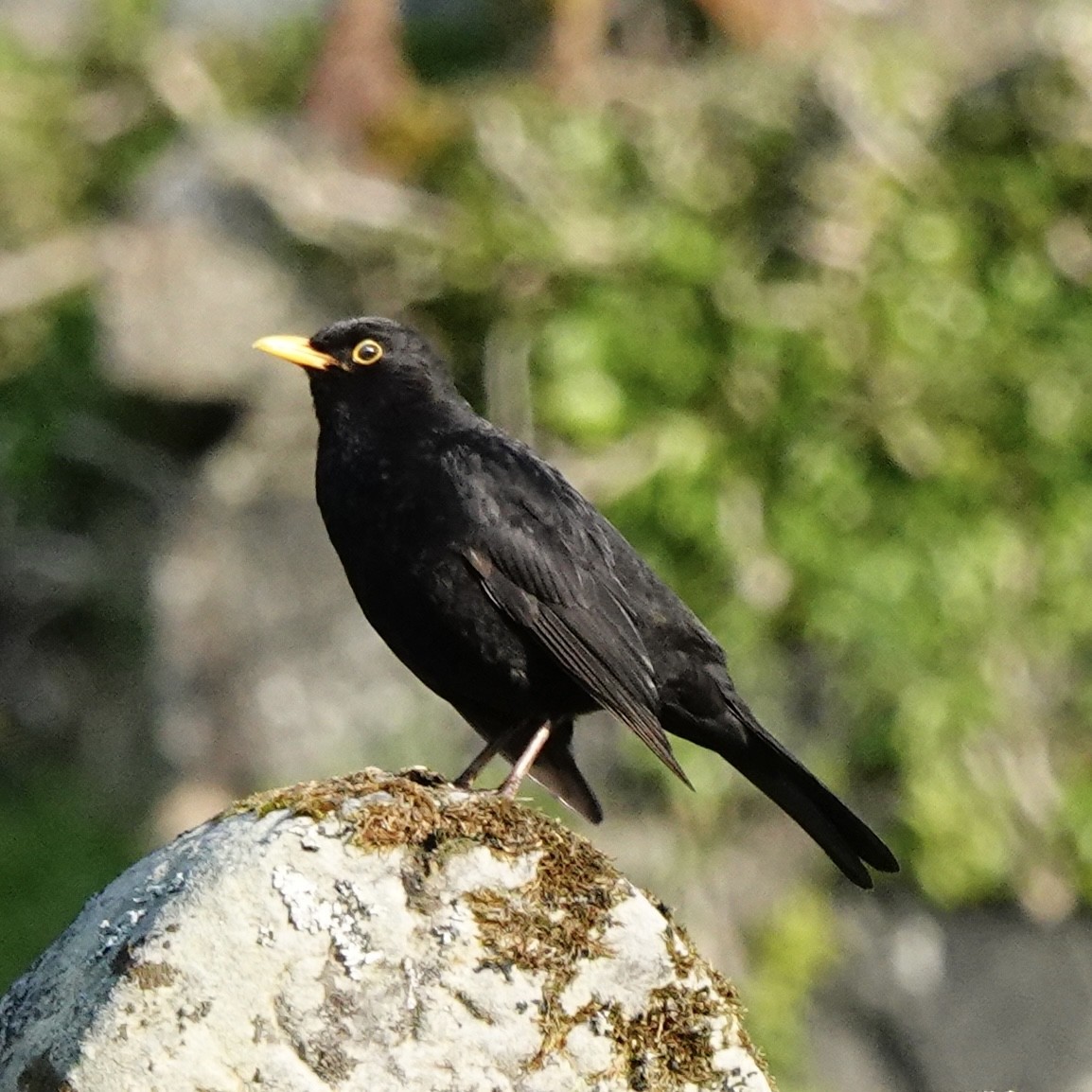 Eurasian Blackbird - ML618547011