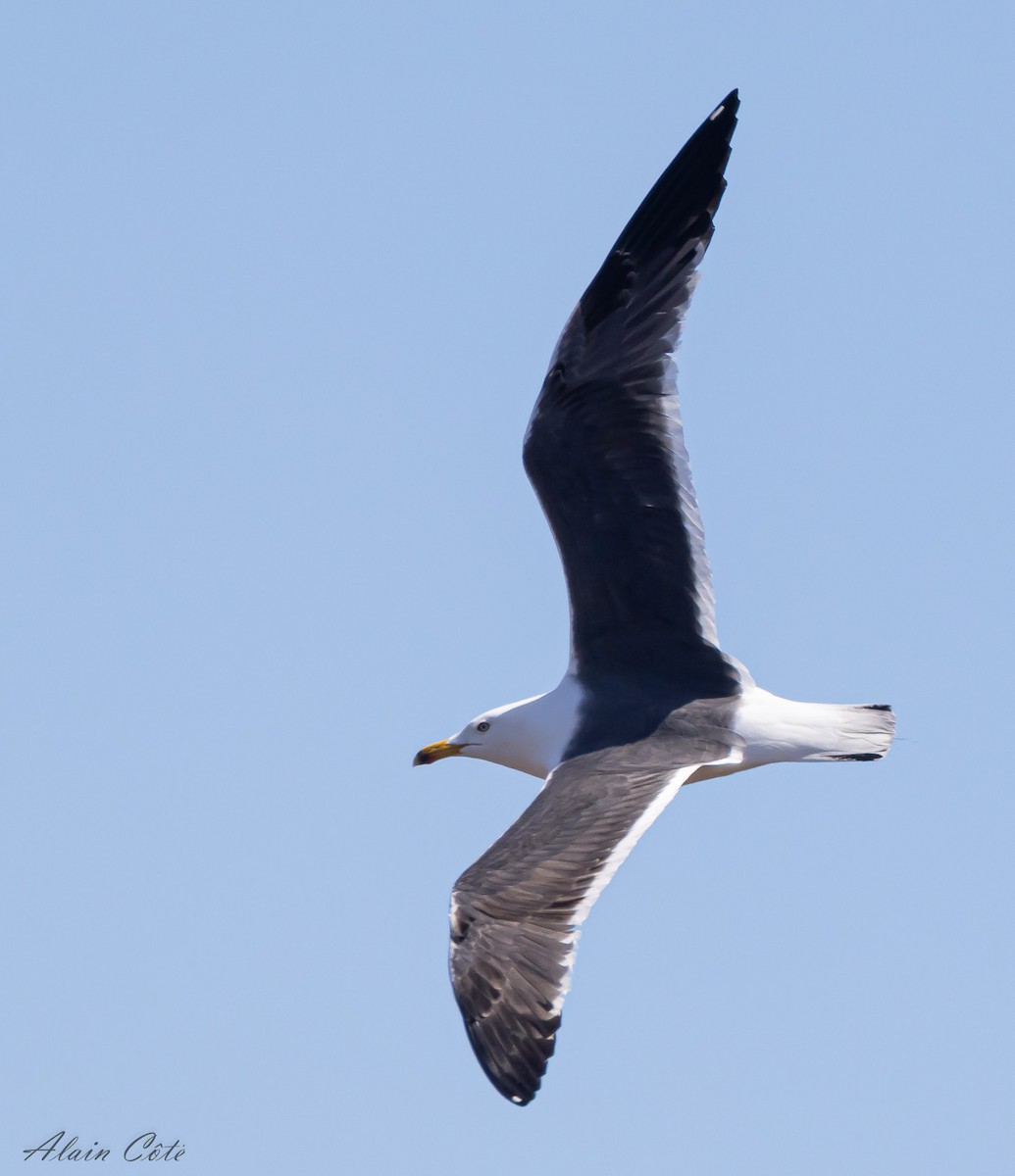 Lesser Black-backed Gull - ML618547018