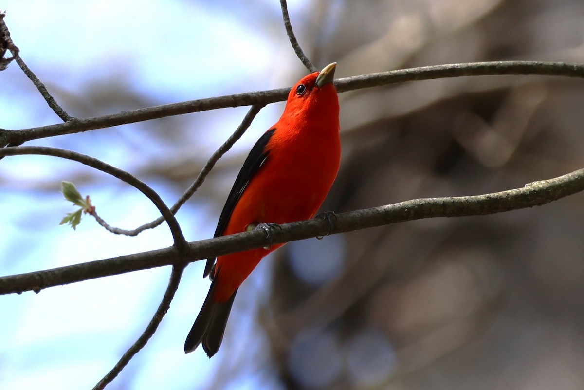Scarlet Tanager - ML618547034