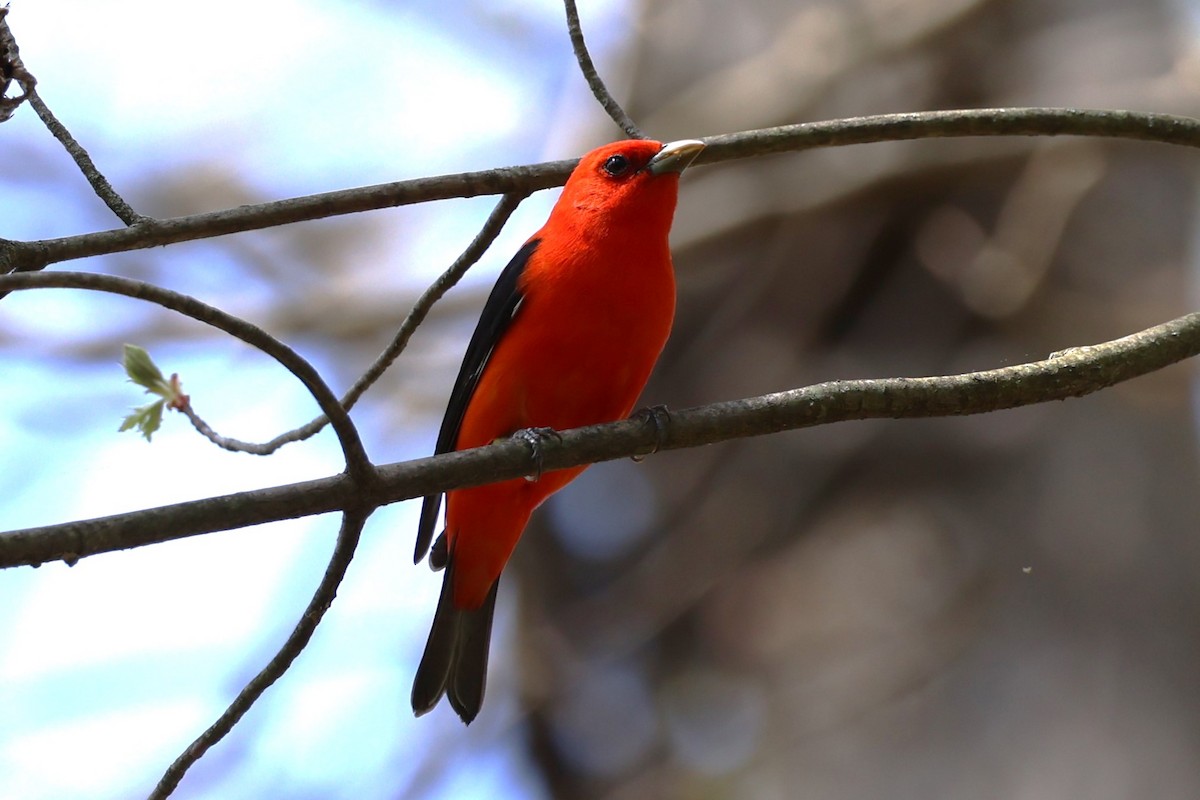 Scarlet Tanager - ML618547036