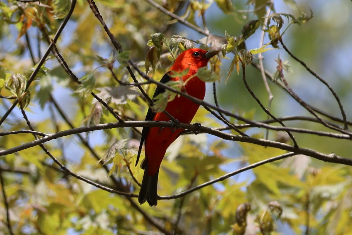 Scarlet Tanager - ML618547037