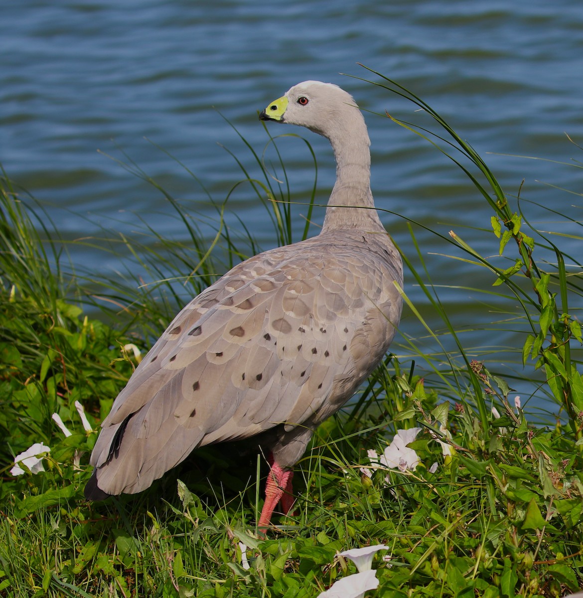 Cape Barren Goose - ML618547041