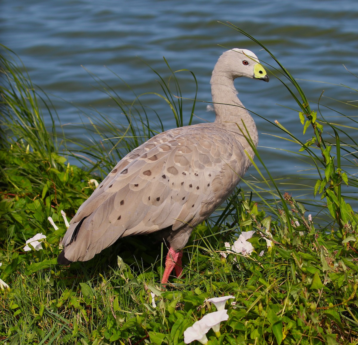 Cape Barren Goose - sean clancy