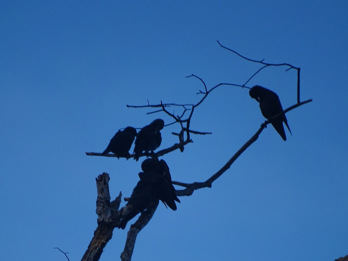 Slender-billed Crow - ML618547045