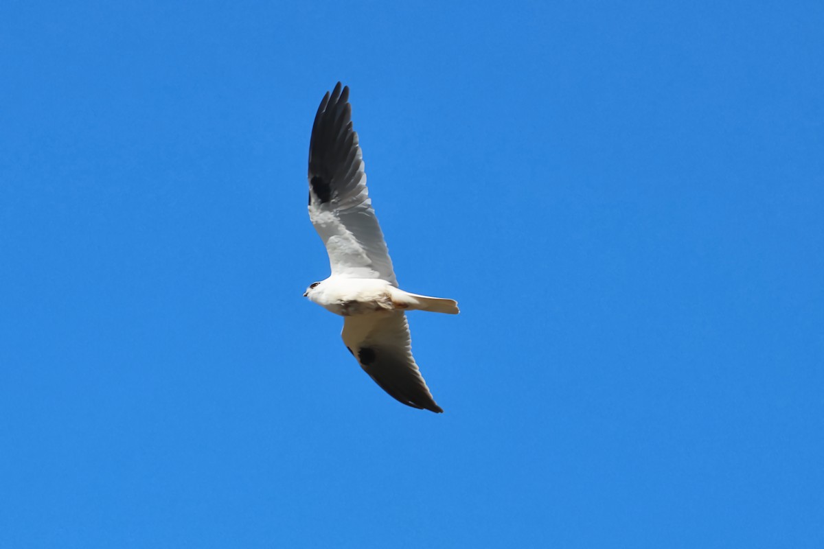 Black-shouldered Kite - ML618547076