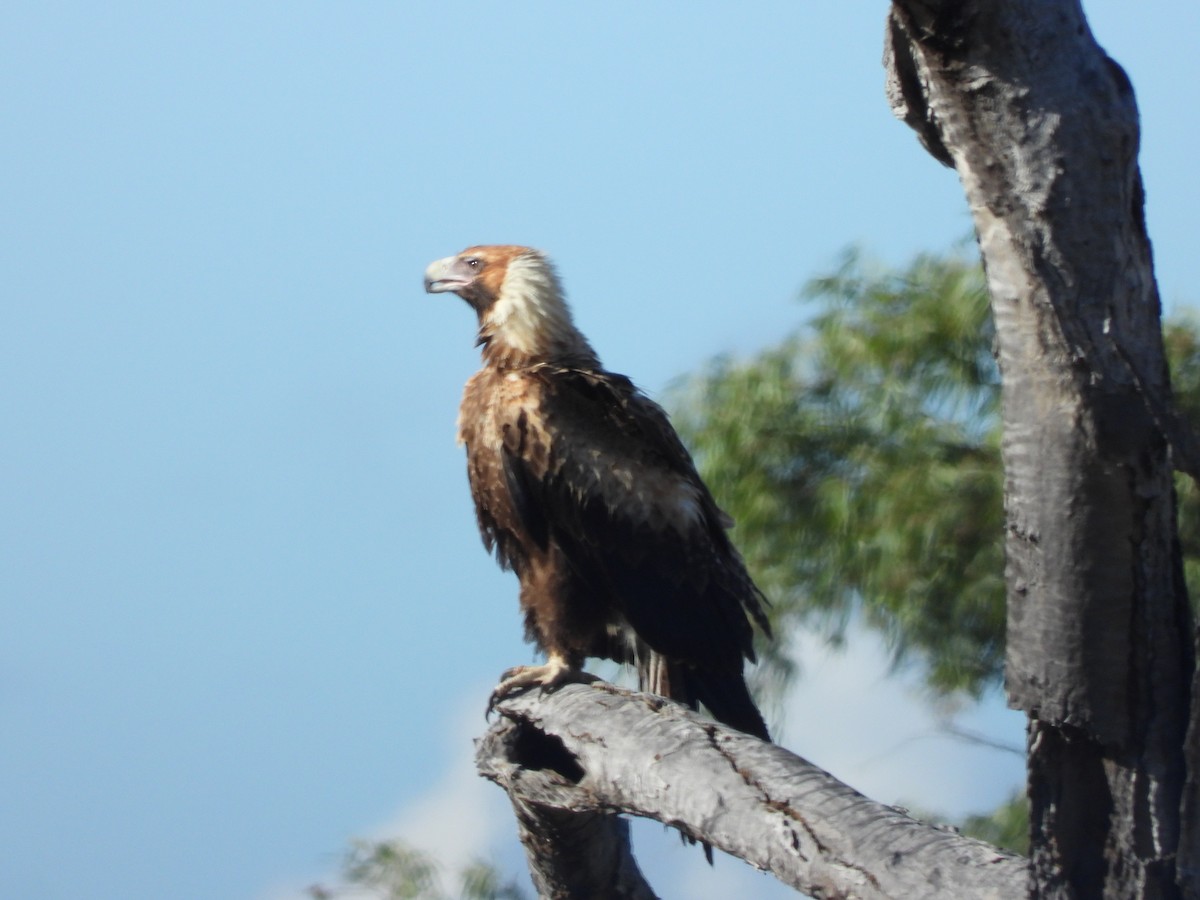 Wedge-tailed Eagle - ML618547092