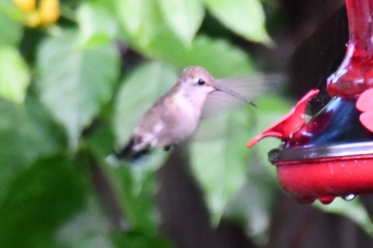 Black-chinned Hummingbird - ML618547098