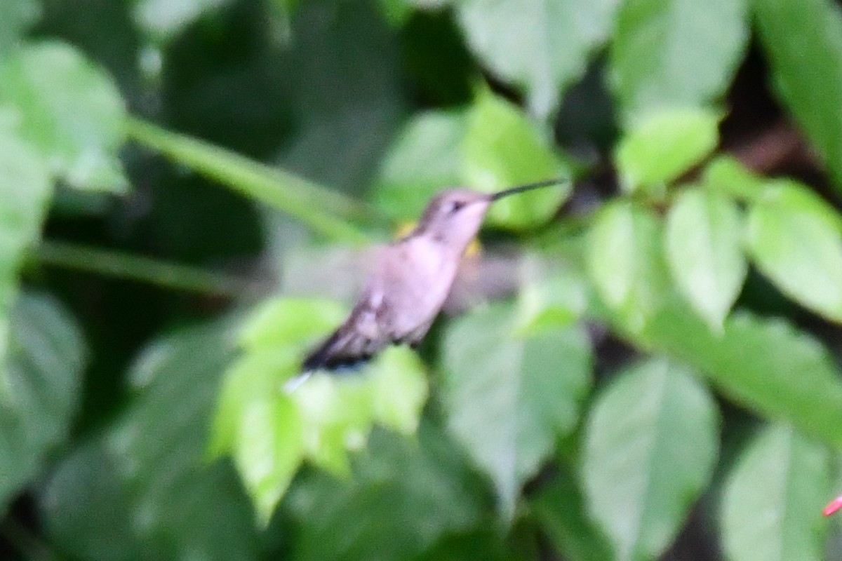 Black-chinned Hummingbird - ML618547101